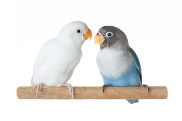Obraz premium Blue and white parrots lovebird sitting on perch isolated on white background
