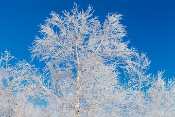 Birch branches covered with white snow and ice.