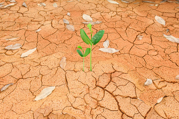 Green sprout growing from cracked earth, environment concept