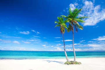 tropical beach with coconut palm