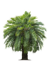 Tropical palm tree on white