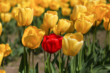 Obraz premium Tulips in the Field