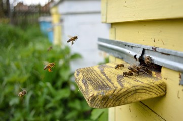 Bees come flying to the yellow beehive