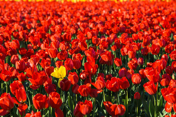 Tulips in the Field