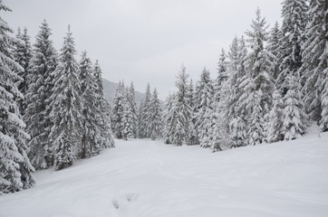 winter in carpatian