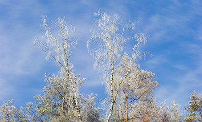 Tree tops covered with frost on background of sky