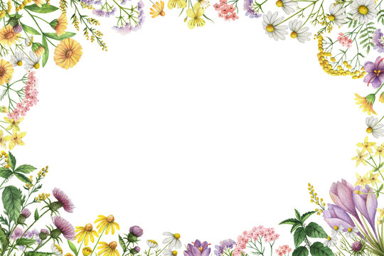 Watercolor rectangular frame with meadow plants.