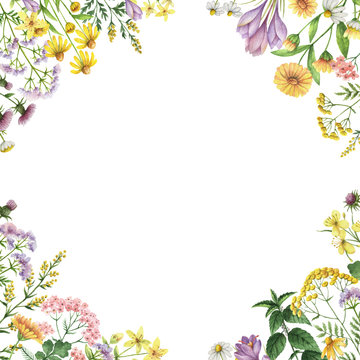 Watercolor square frame with medical plants.