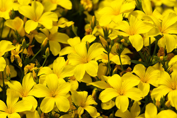 a lot of blooming yellow flowers of linum flavum in the garden