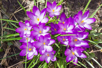 Purple flowers of the crocus vernus closeup