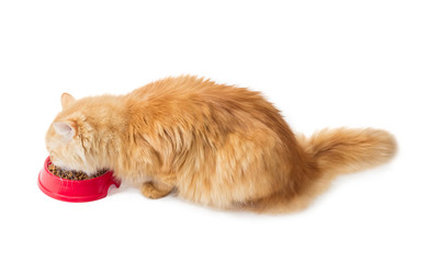 Red cat, eat dry cat food from a red bowl