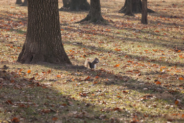Squirrels play, funny animals, Tennessee, USA