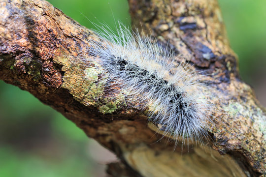 Hairy caterpillar dew covered and crawl on bark
