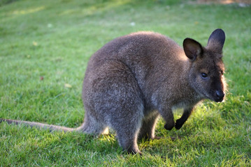 Kangaroo is a mammal.