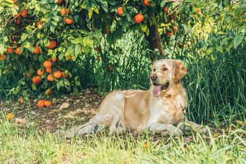 Golden retriever in mandarin plantation