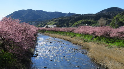 Fototapeta premium 河津桜