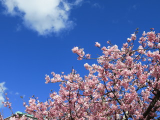 河津桜
