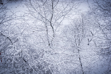 winter landscape - trees in frost