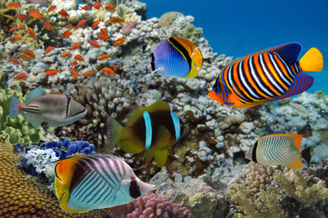 Fototapeta na wymiar Underwater image of coral reef and tropical fishes
