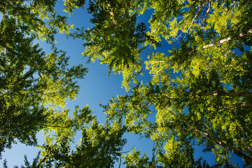 Tree tops illuminated by sunlight on blue sky background