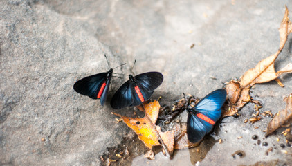 papillon colombie © xavier