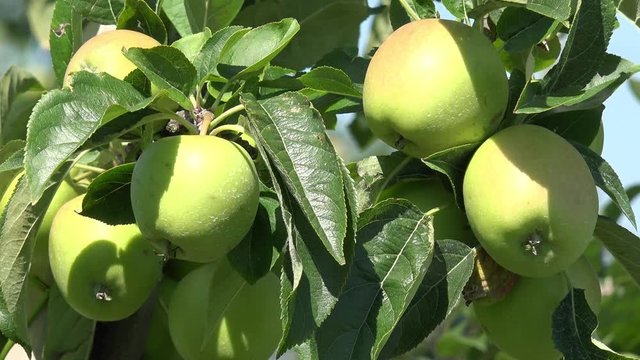 apple fruits hanging on apple tree 