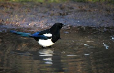 Magpie bading in a pool of rainwater
