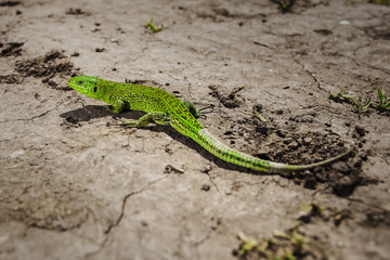 Bright green lizard close-up on ground