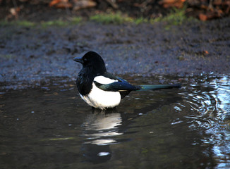 Magpie bading in a pool of rainwater