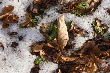 Frühling, Schnee, Blätter, Laub, Eiskristalle,Schneeschmelze,