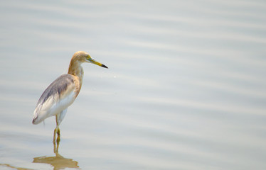 A Bird has standing in the river.