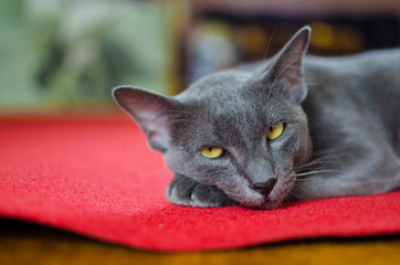 Black Cat and Super Yellow Eyes.