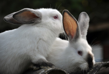 A herd of young rabbits breed California