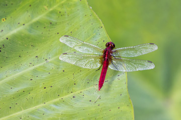 Image of red dragonfly perched on leaves. Insect Animals.