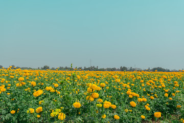 Beautiful field of Marigolds  (Tagetes erecta, Mexican marigold, Aztec marigold)