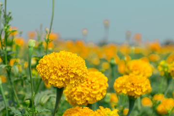 Beautiful of Marigolds (Tagetes erecta, Mexican marigold, Aztec marigold)