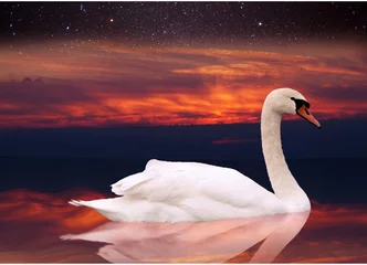 Wall murals Swan White swan swimming in a pond at sunset.