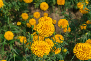 Beautiful of Marigolds (Tagetes erecta, Mexican marigold, Aztec marigold)
