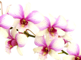 Fototapeta na wymiar pink orchid flower bud isolated on white background