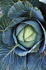 Ripe cabbage head with leaves