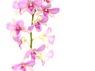 pink orchid flower bud isolated on white background