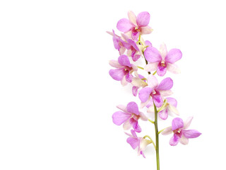 pink orchid flower bud isolated on white background