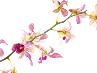 Fototapeta na wymiar pink orchid flower bud isolated on white background