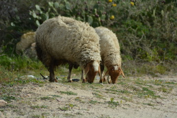 Sheep 