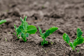 Sugar pea sprout in garden.