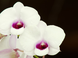 Fototapeta na wymiar pink orchid flower bud with space copy background