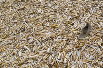 Razor Shell Ensis siliqua on Thornham Creek Titchwell Norfolk