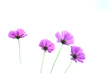 Cosmos flowers are flowers that bloom in winter.