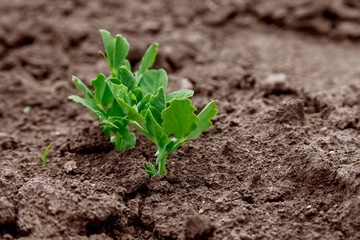 Sugar pea sprout in garden.
