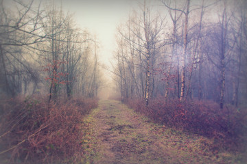 English woodland on a foggy misty morning